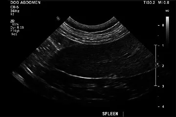 Normal spleen, ultrasound, dog