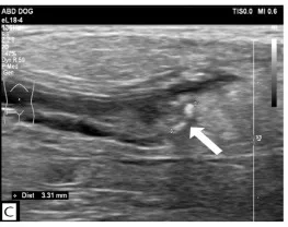 Ureteral stone, ultrasound, dog