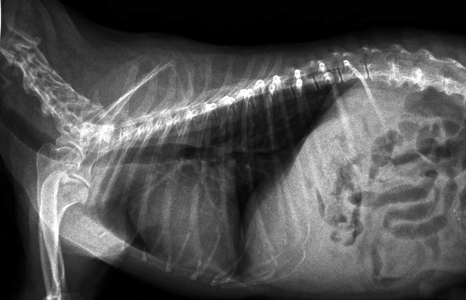 Cardiomegaly on a lateral thorax