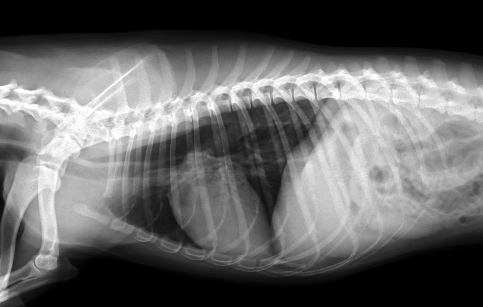Megaoesophagus on a lateral thorax