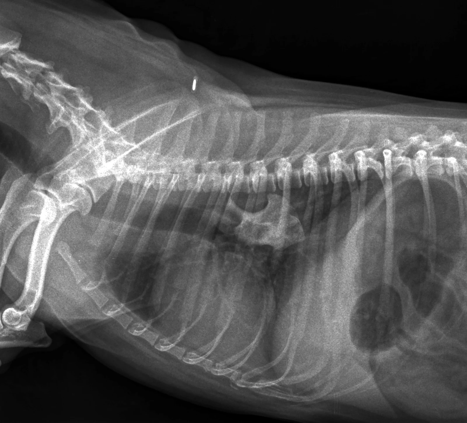Foreign body on a lateral thorax
