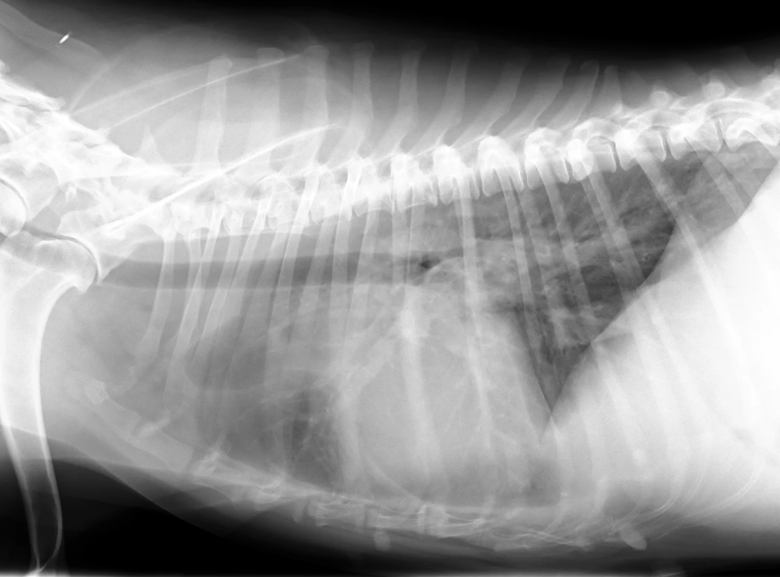 Interstitial pattern on a lateral thorax