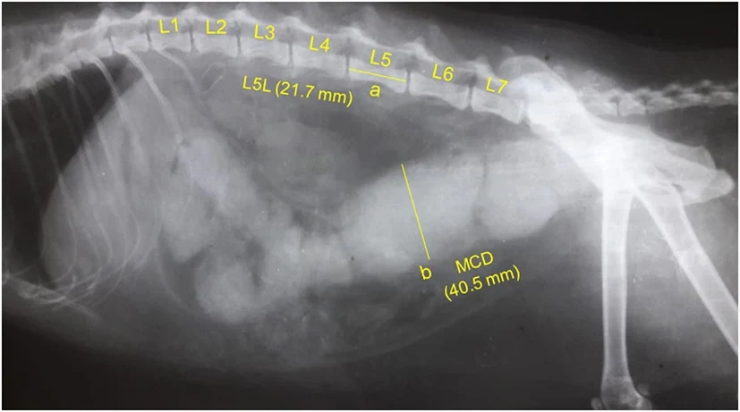 Megacolon, X-ray, cat