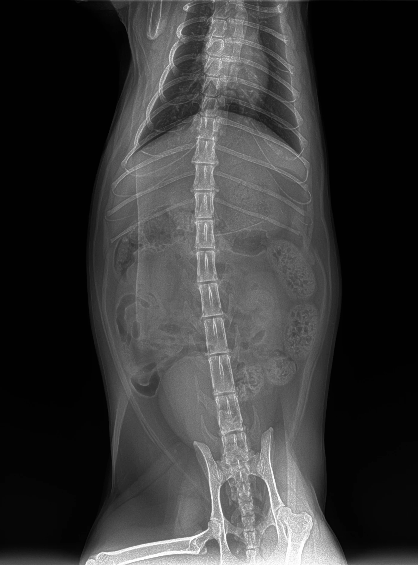 Normal abdomen (2 of 3), X-ray, cat