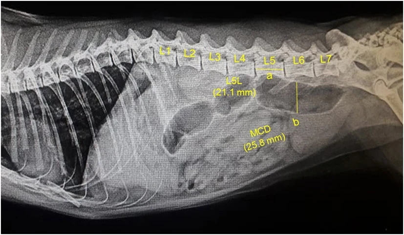 Normal abdomen (3 of 3), X-ray, cat