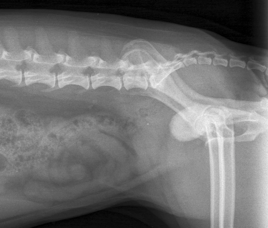 Large bladder stone, X-ray, dog