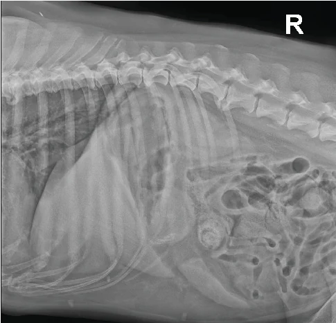 Peritoneal effusion, X-ray, dog