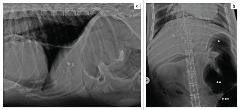 Gastric volvulus, X-ray, dog