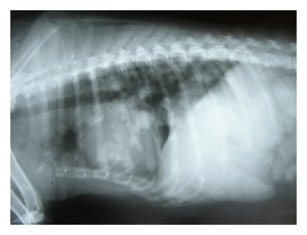 Hepatomegaly, X-ray, dog