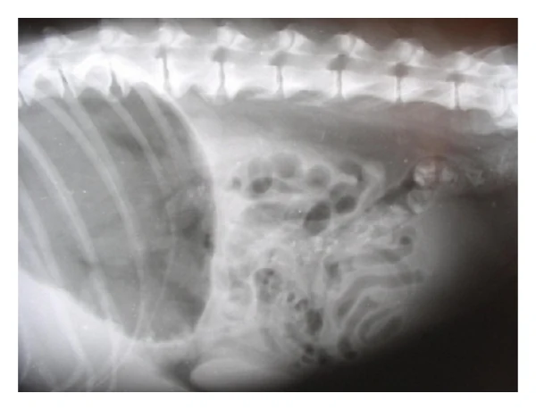 Liver masses, X-ray, dog