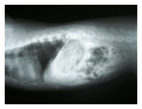 Small liver (microhepatica), X-ray, dog