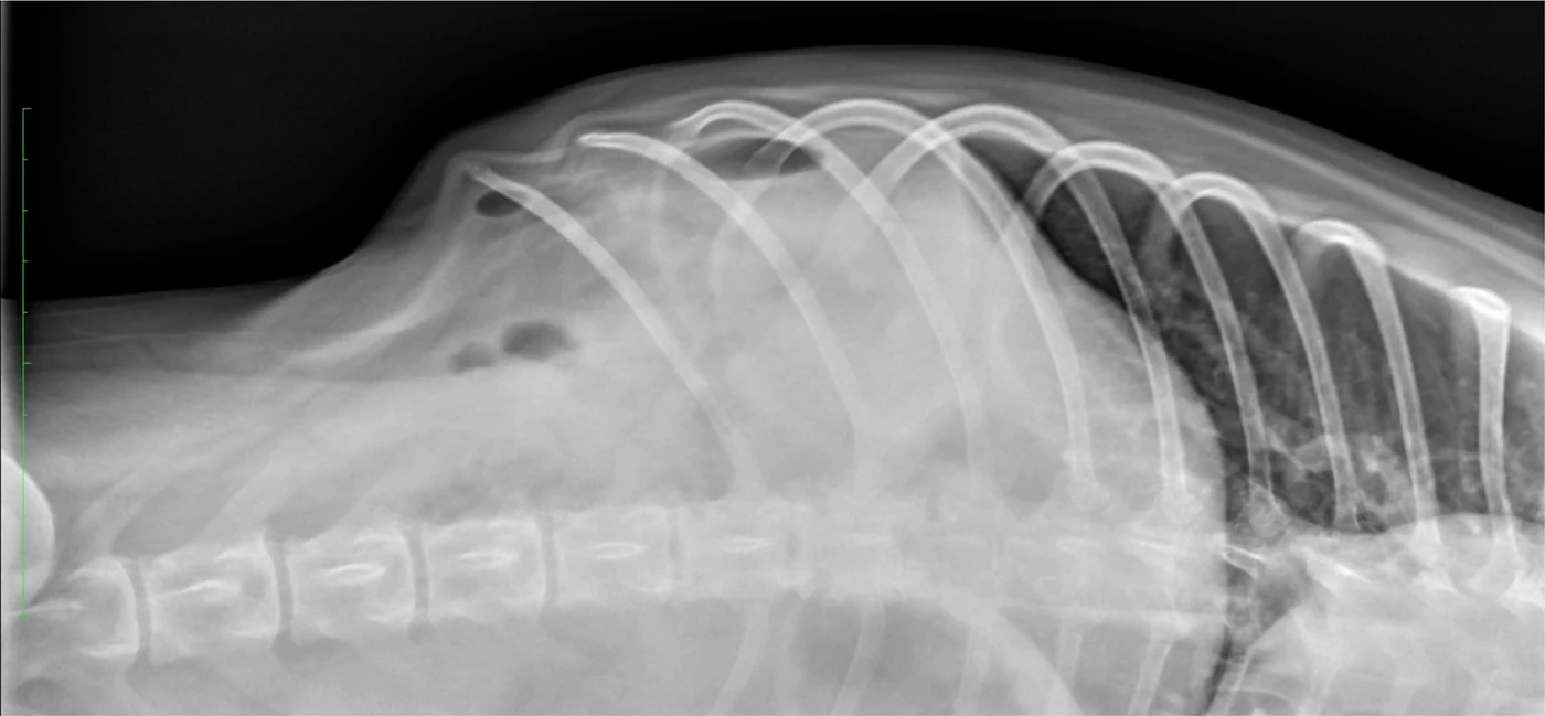 Free gas in the abdomen, X-ray, dog
