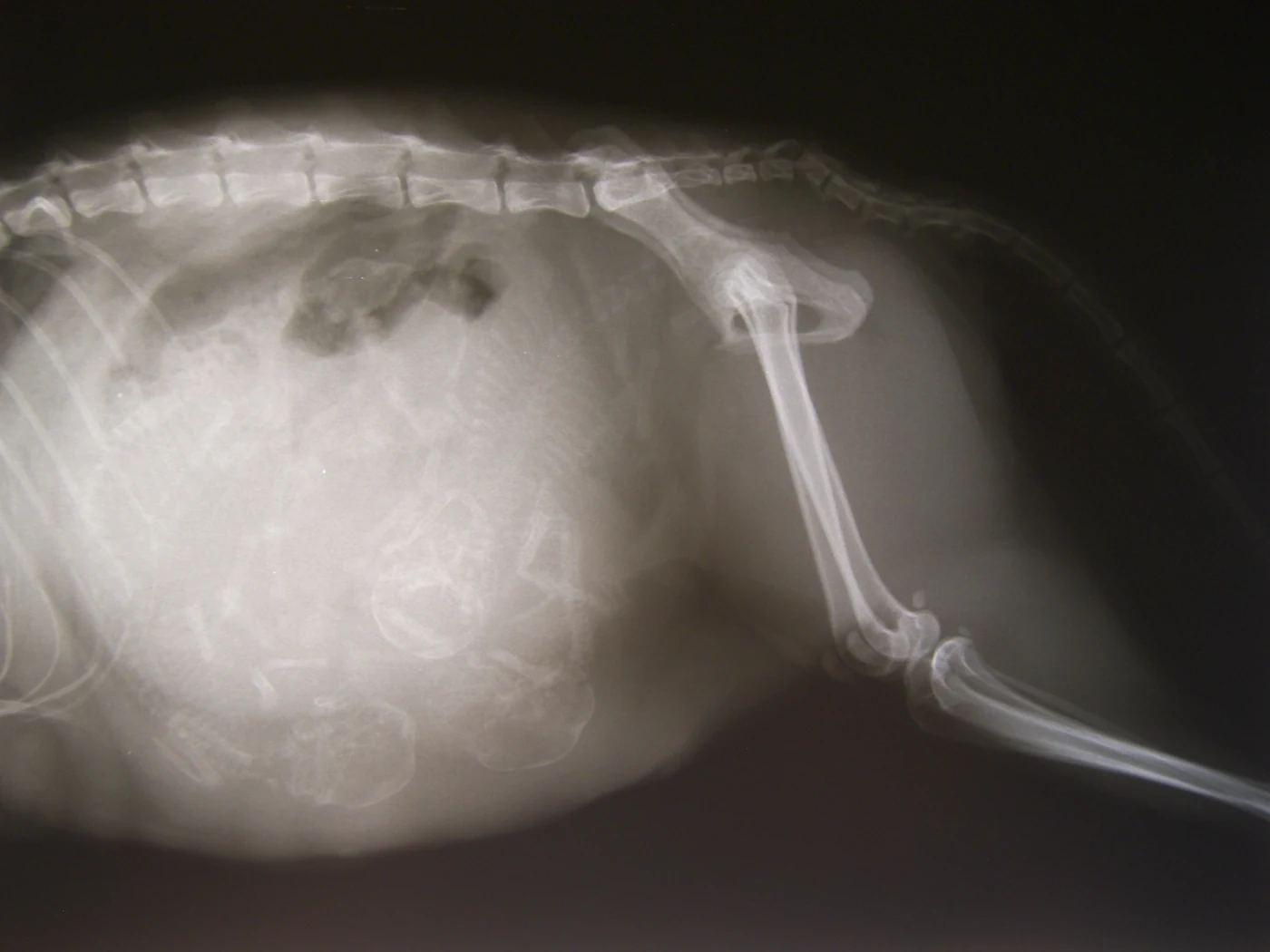Pregnancy: mineralised puppies, X-ray, dog