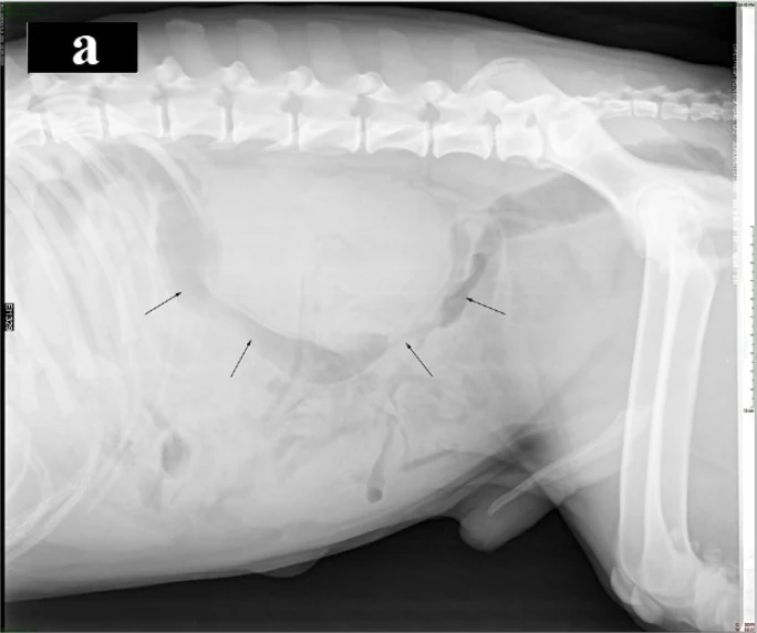 Enlarged kidneys, X-ray, dog