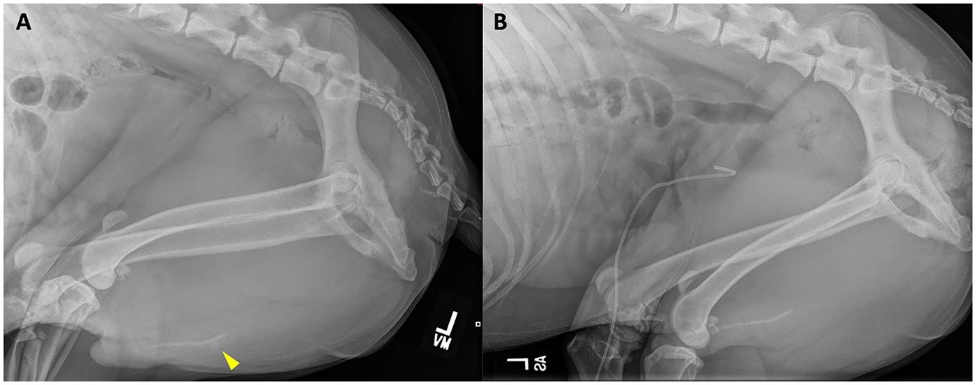 Urethral stones, X-ray, dog