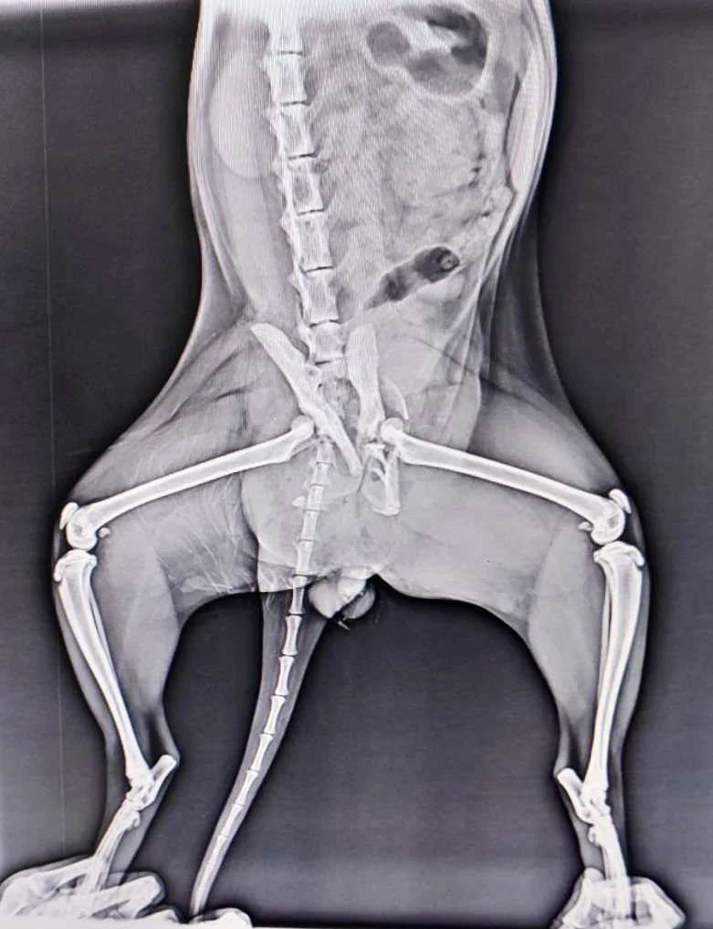 Pelvic fractures, X-ray, cat