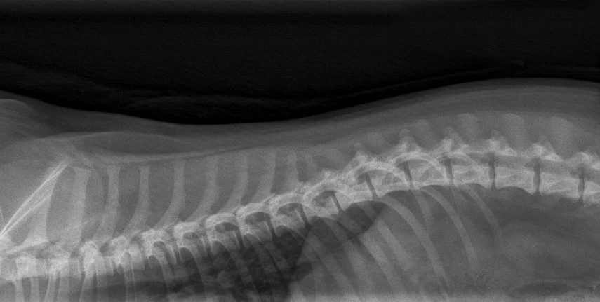 Calcified intervertebral discs, X-ray, dog