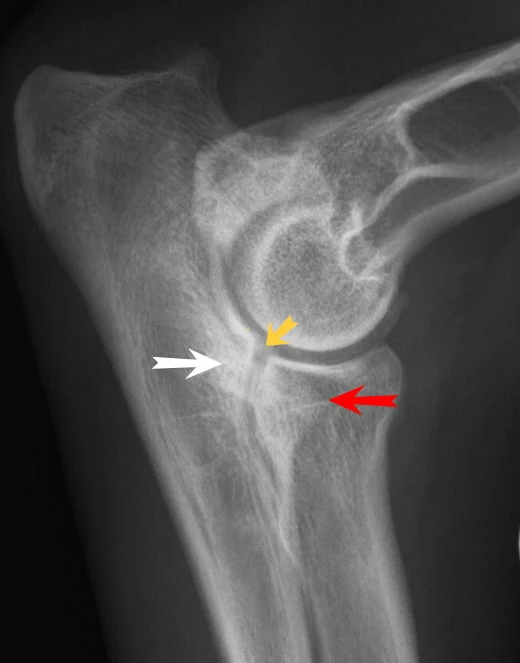Elbow dysplasia, X-ray, dog