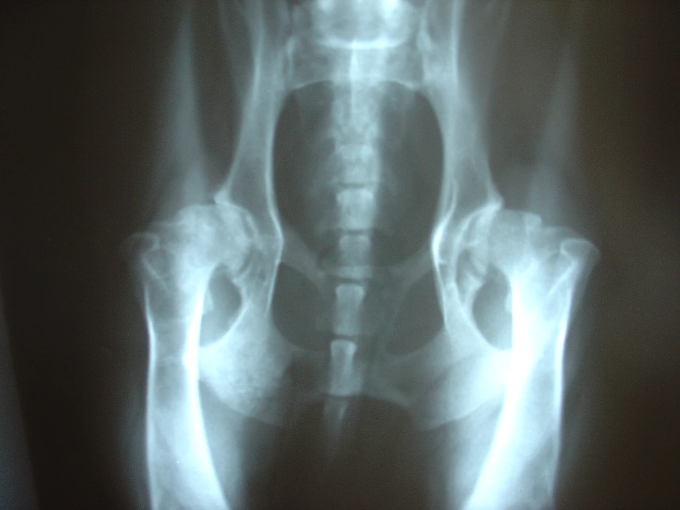Hip dysplasia with arthritis, X-ray, dog