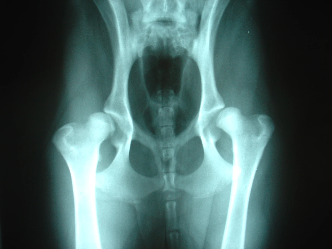 Hip dysplasia, X-ray, dog