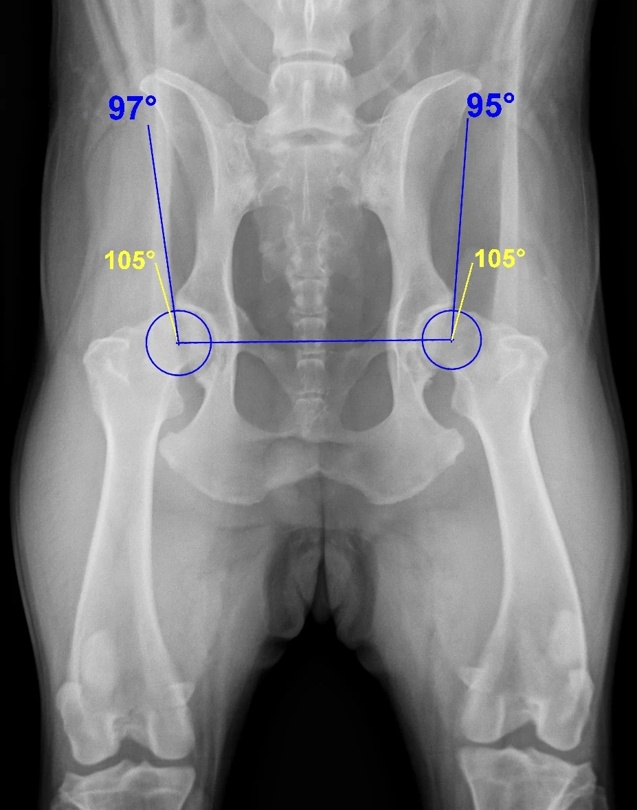 Hip dysplasia: the Norberg angle, X-ray, dog
