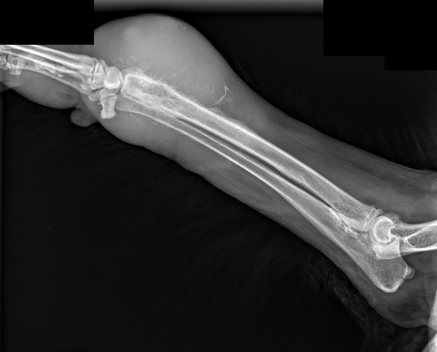 Osteosarcoma of the radius, X-ray, dog