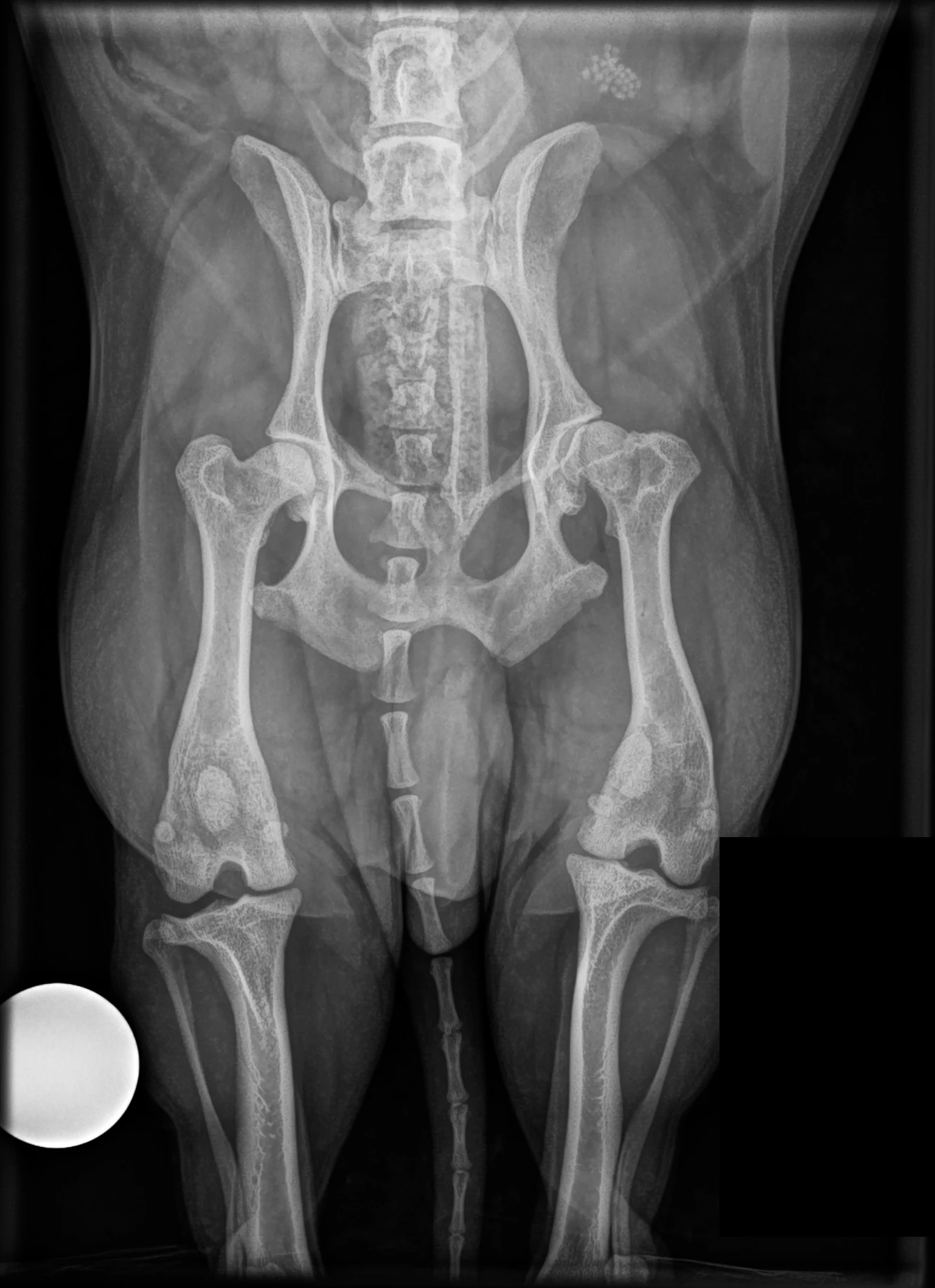Medial patellar luxation, X-ray, dog