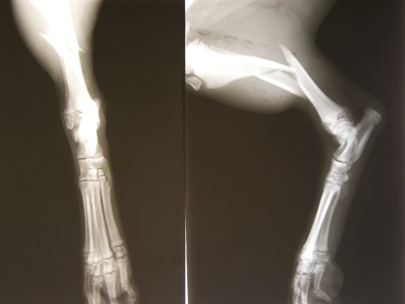 Tibia and fibula fracture, X-ray, dog