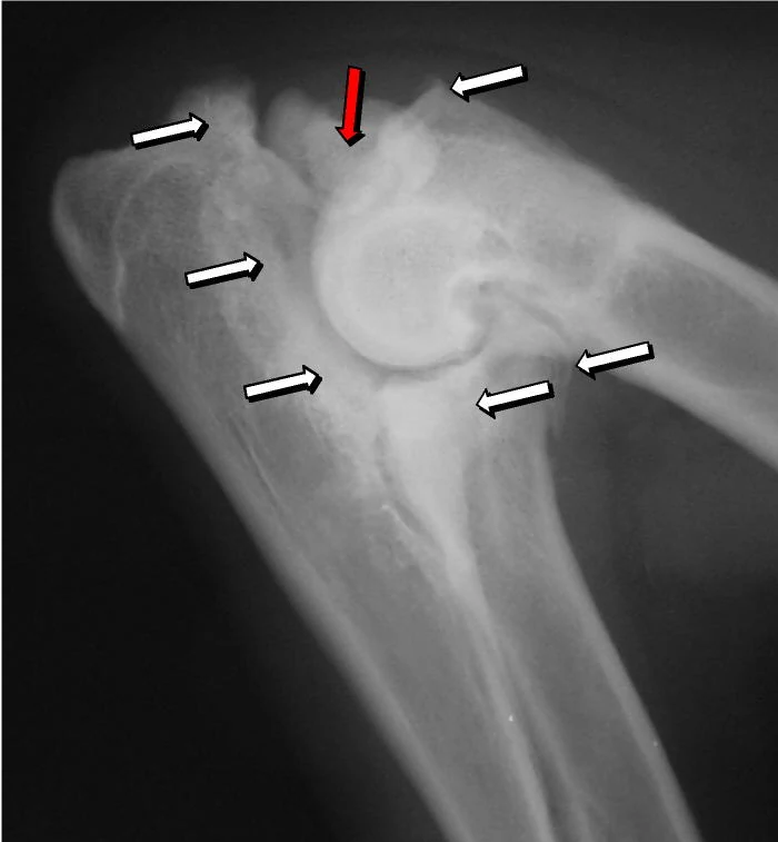 Ununited anconeal process, X-ray, dog