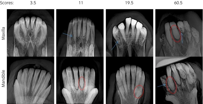 EOTRH: tooth resorption and hypercementosis, X-ray, horse