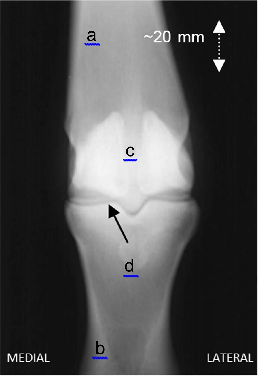 Normal fetlock, X-ray, horse