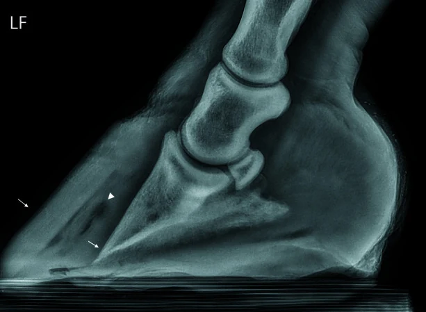 Laminitis: pedal bone rotation, X-ray, horse