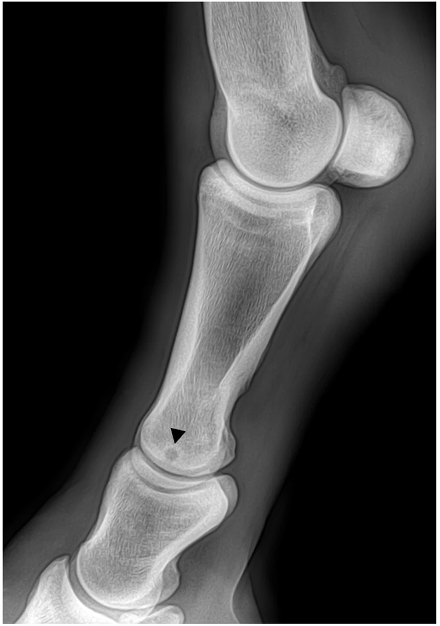 Subchondral bone cyst, X-ray, horse