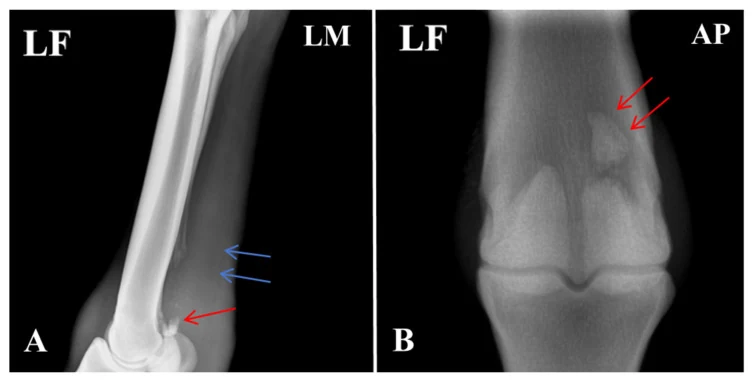 Proximal sesamoid fracture, X-ray, horse