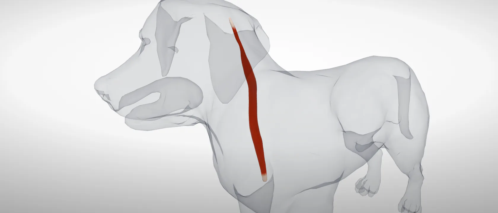 Cleidomastoideus (mastoid part of cleidocephalicus) (Musculus cleidocephalicus pars mastoidea) of the dog, left side: a three-quarter view of the muscle.