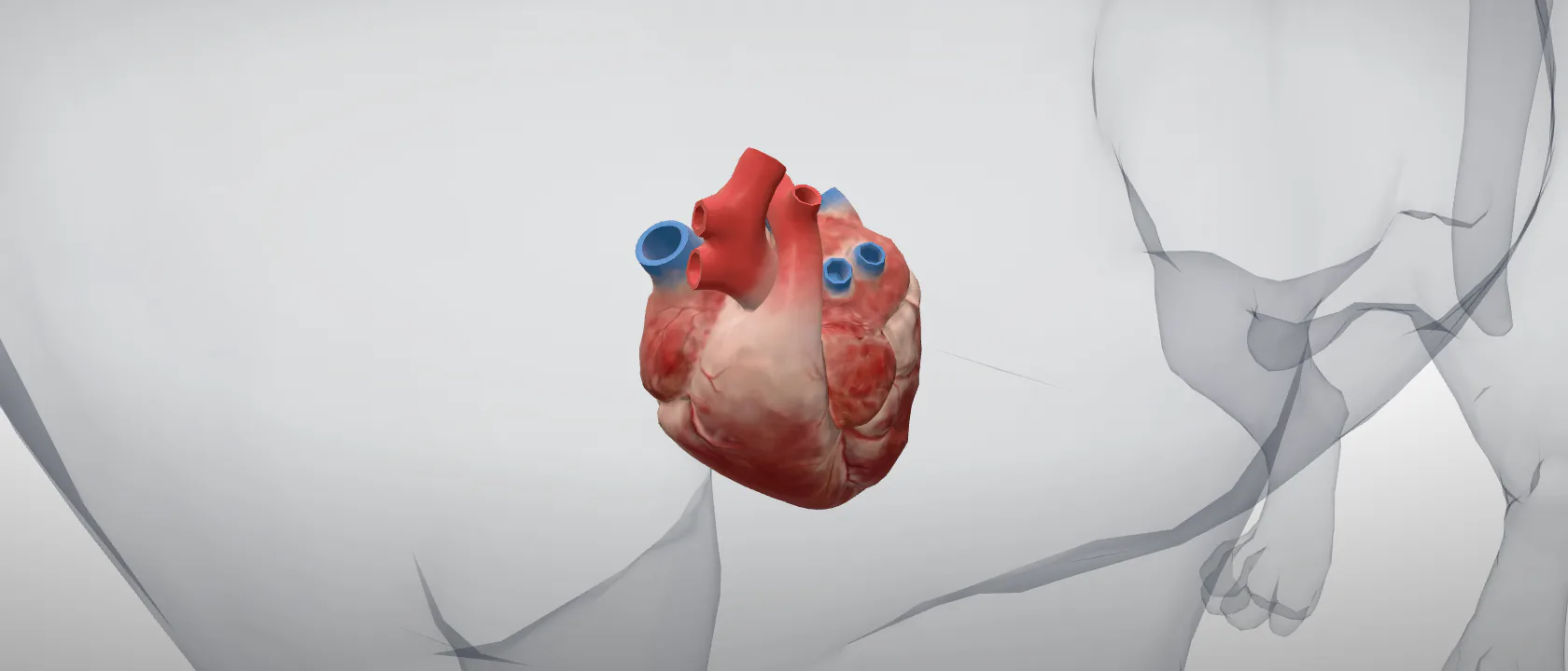 Heart (Cor) of the dog: a three-quarter view of the heart.