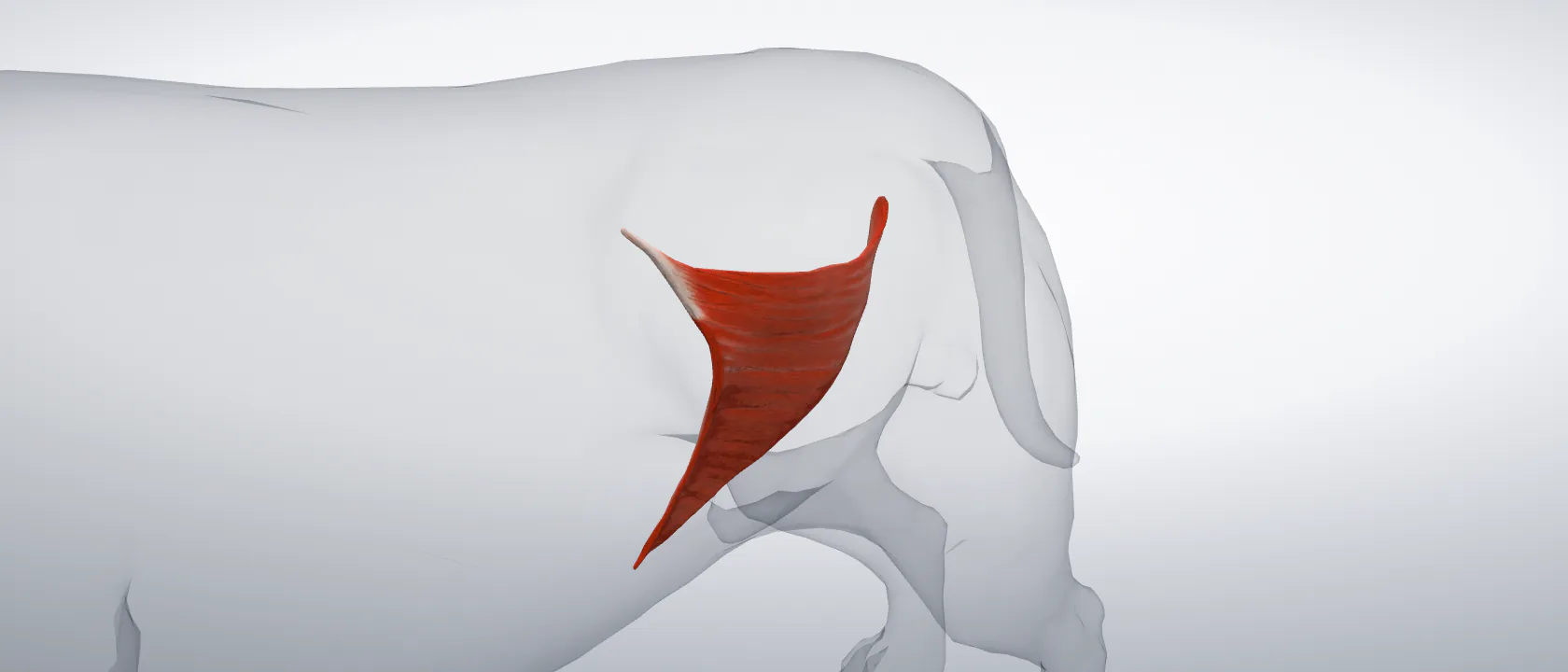 Internal oblique muscle of the abdomen (Musculus obliquus internus abdominis) of the dog, left side: a three-quarter view of the muscle.