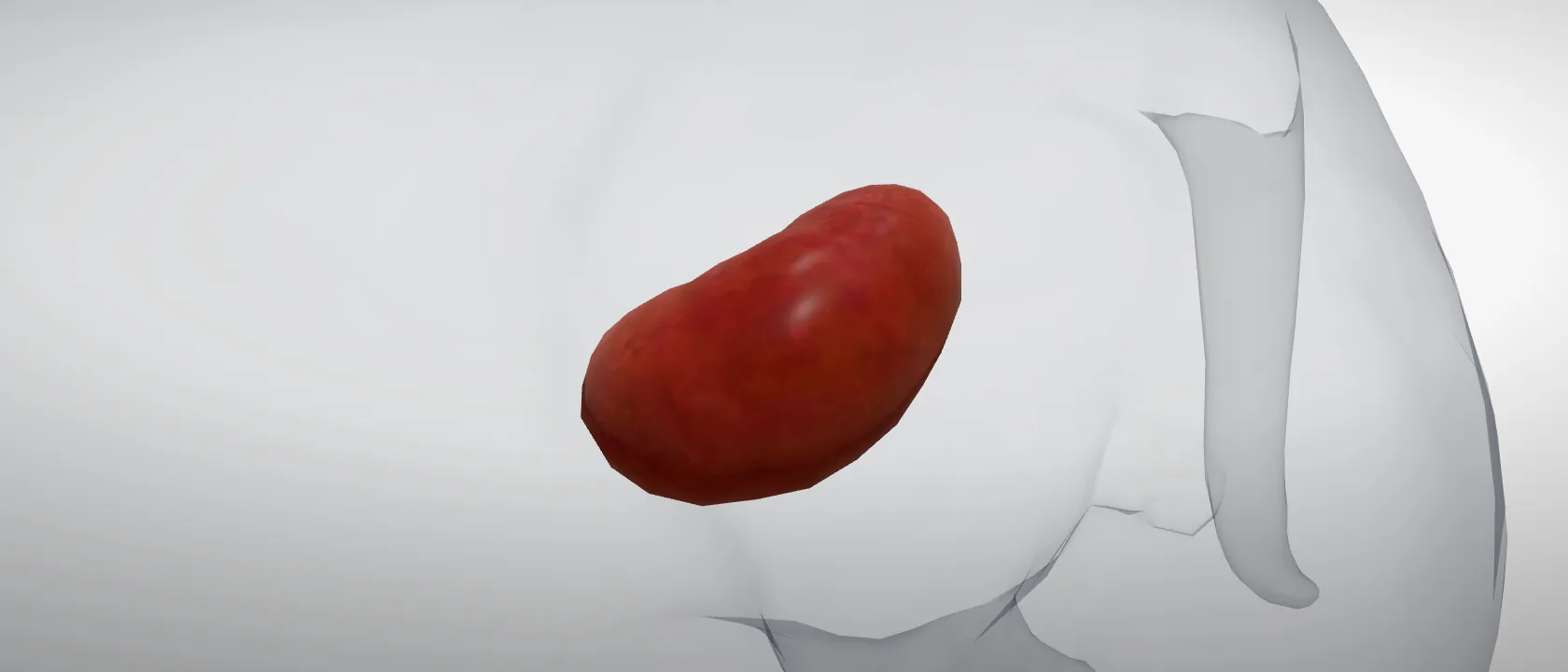 Kidney (Ren) of the dog, left side: a three-quarter view of the urinary.