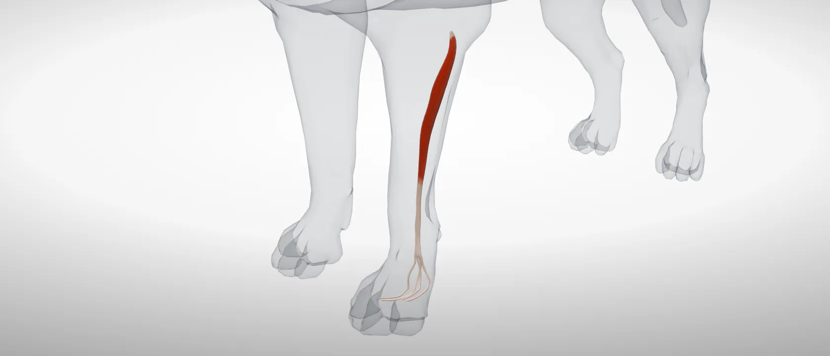 Lateral digital extensor (Musculus extensor digitorum lateralis) of the dog, left side: a three-quarter view of the muscle.