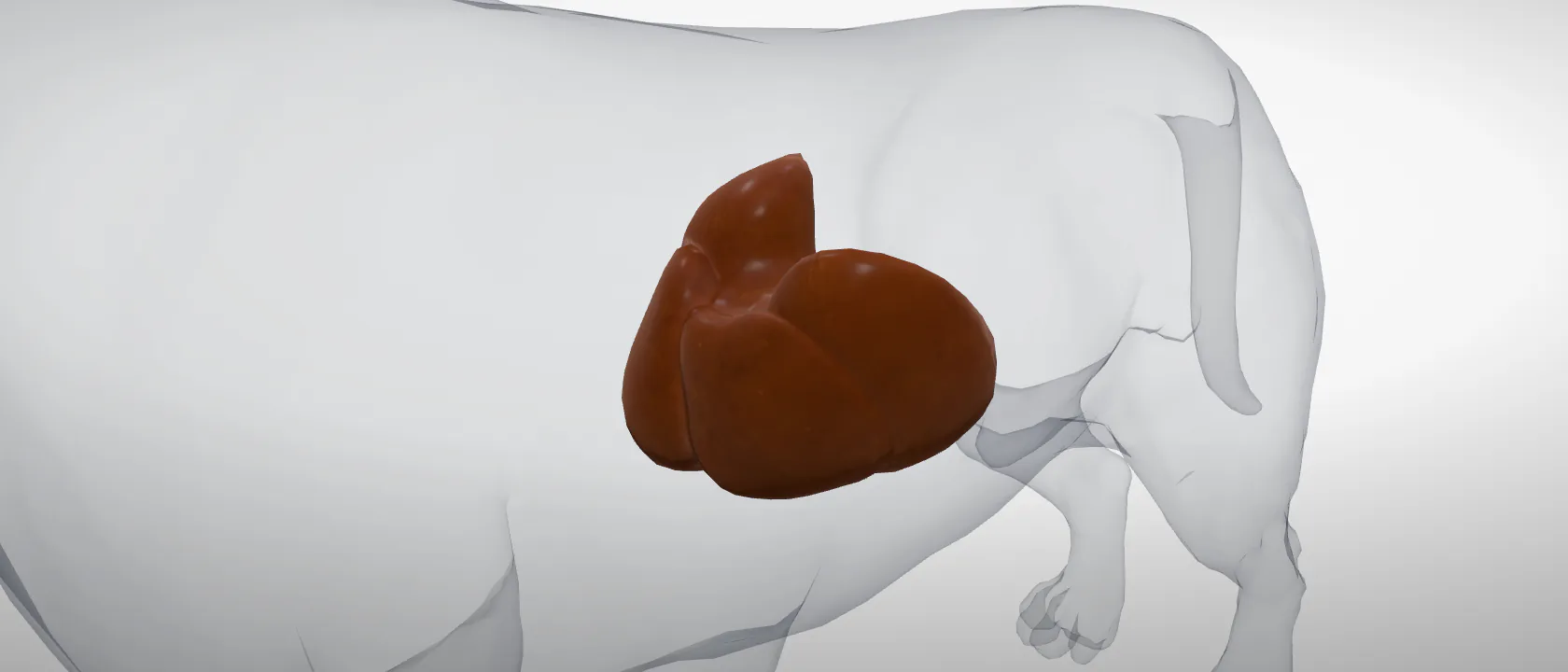 Liver (Hepar) of the dog: a three-quarter view of the digestive.
