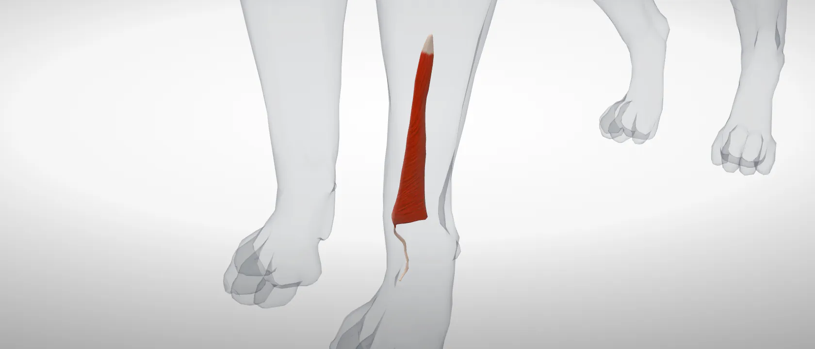 Long abductor of digit I (Musculus abductor digiti I longus) of the dog, left side: a three-quarter view of the muscle.