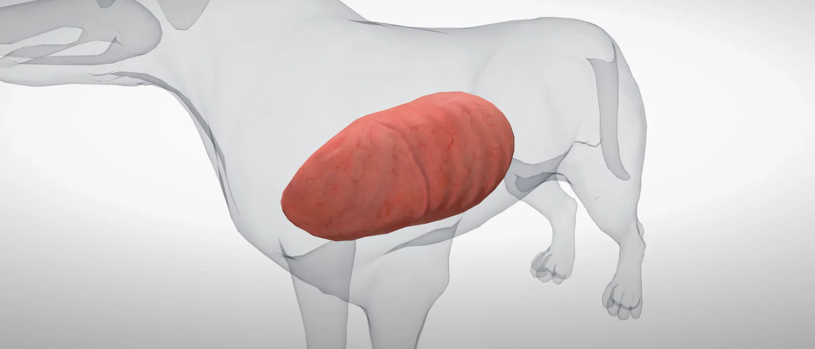 Left lung (Pulmo sinister) of the dog, left side: a three-quarter view of the respiratory.