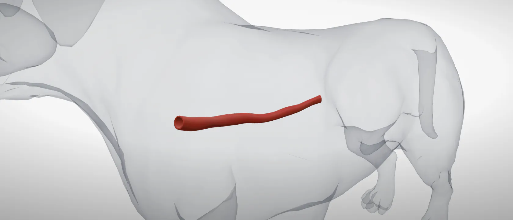Oesophagus of the dog: a three-quarter view of the digestive.