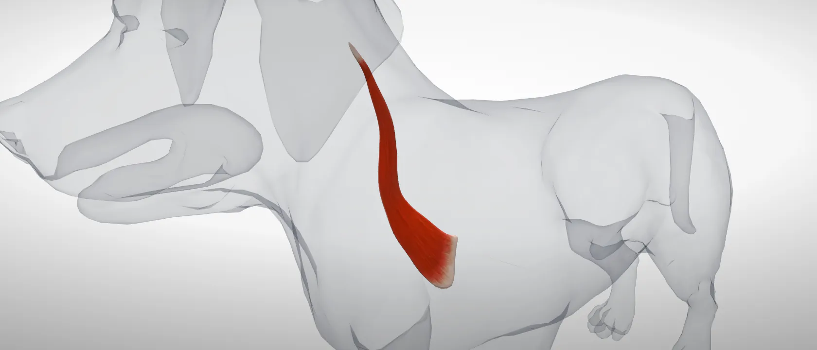 Omotransverse muscle (Musculus omotransversarius) of the dog: a three-quarter view of the muscle.