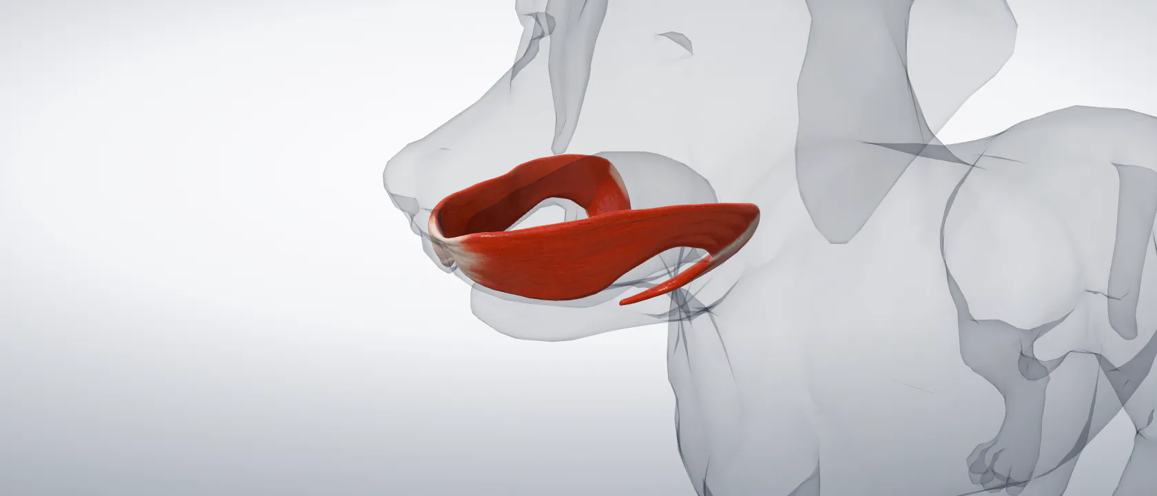 Orbicularis oris (Musculus orbicularis oris) of the dog: a three-quarter view of the muscle.