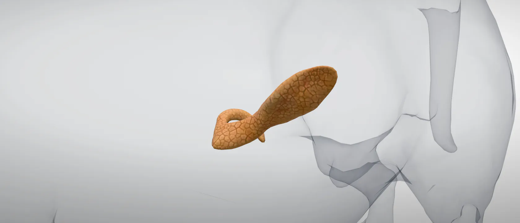 Pancreas of the dog: a three-quarter view of the digestive.