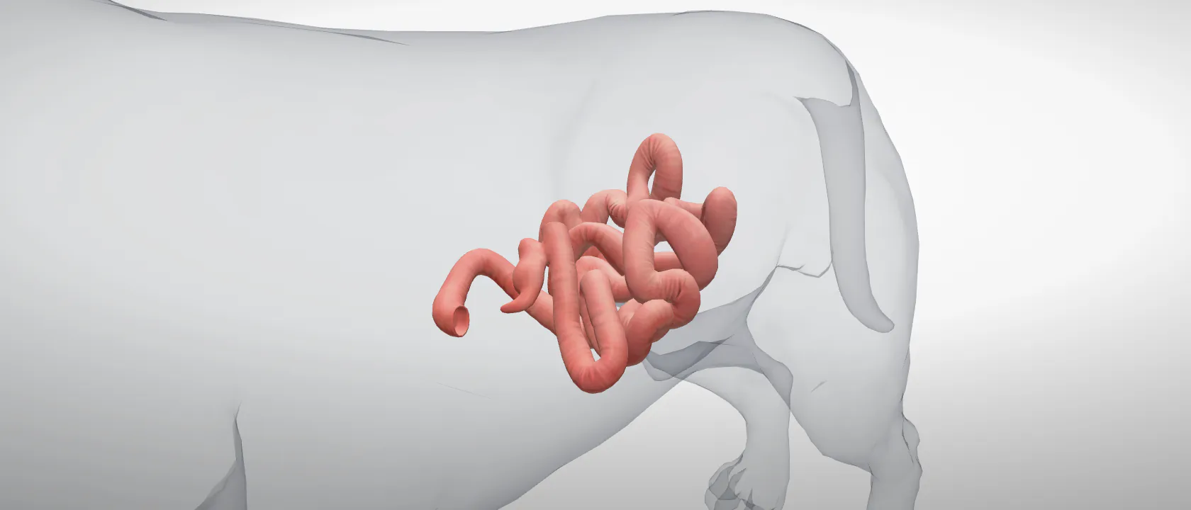Small intestine (duodenum, jejunum and ileum) (Intestinum tenue) of the dog: a three-quarter view of the digestive.
