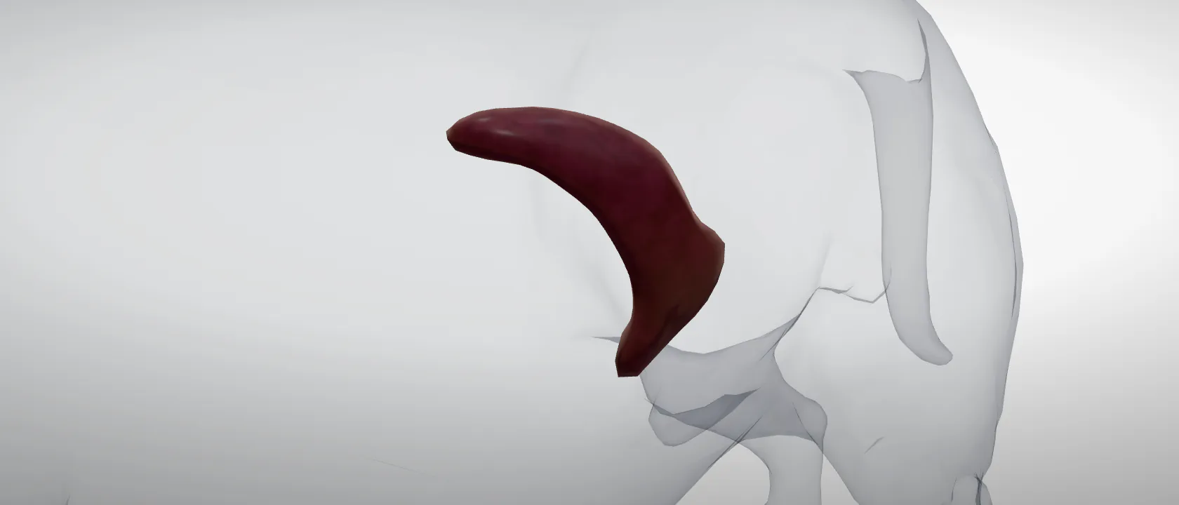 Spleen (Lien) of the dog: a three-quarter view of the lymph.