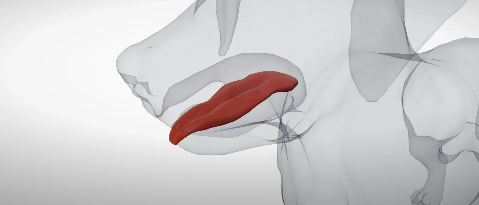 Tongue (Lingua) of the dog: a three-quarter view of the digestive.