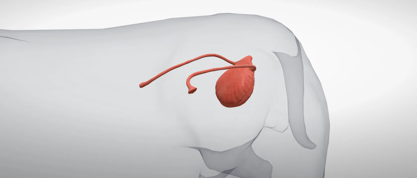 Urinary bladder (Vesica urinaria) of the dog: a three-quarter view of the urinary.